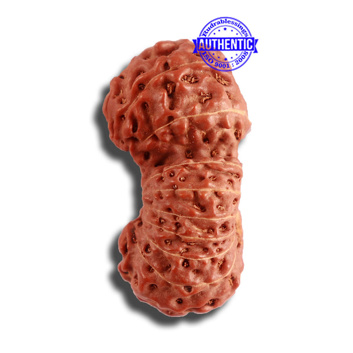 18 Mukhi Gaurishankar Rudraksha from Indonesia - Bead No. 177
