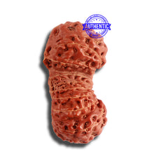 Load image into Gallery viewer, 18 Mukhi Gaurishankar Rudraksha from Indonesia - Bead No. 177
