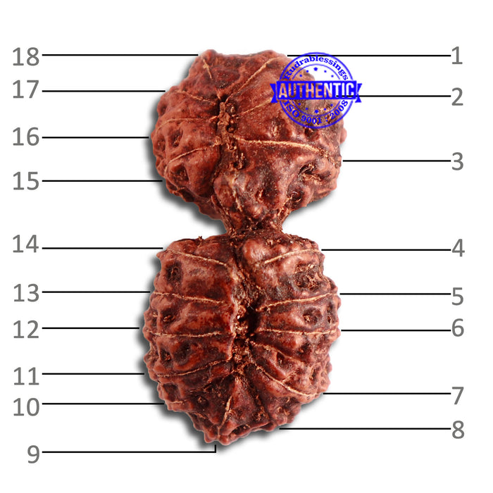 18 Mukhi Gaurishankar Rudraksha from Indonesia - Bead No. 178