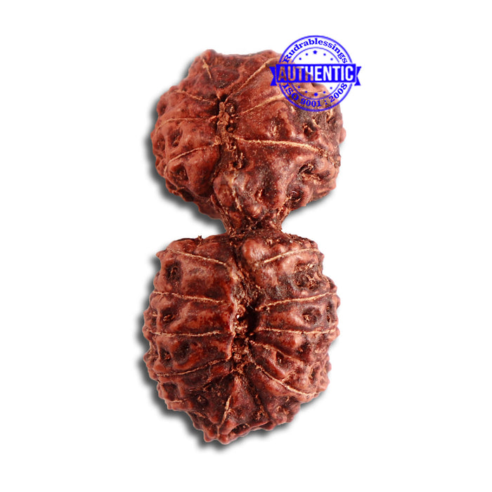 18 Mukhi Gaurishankar Rudraksha from Indonesia - Bead No. 178