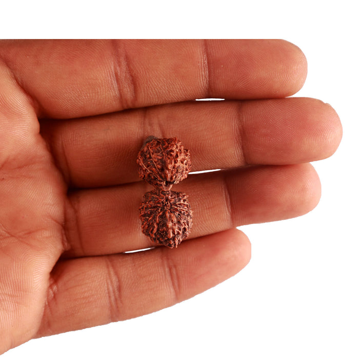 18 Mukhi Gaurishankar Rudraksha from Indonesia - Bead No. 178