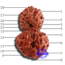 Load image into Gallery viewer, 18 Mukhi Gaurishankar Rudraksha from Indonesia - Bead No. 179
