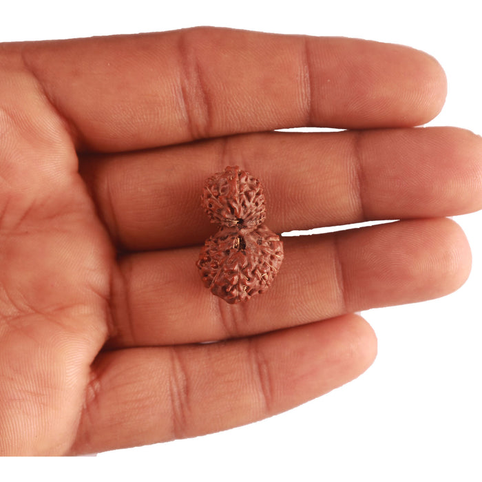 18 Mukhi Gaurishankar Rudraksha from Indonesia - Bead No. 179