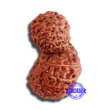 Load image into Gallery viewer, 18 Mukhi Gaurishankar Rudraksha from Indonesia - Bead No. 179
