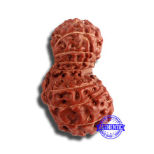 Load image into Gallery viewer, 18 Mukhi Gaurishankar Rudraksha from Indonesia - Bead No. 179
