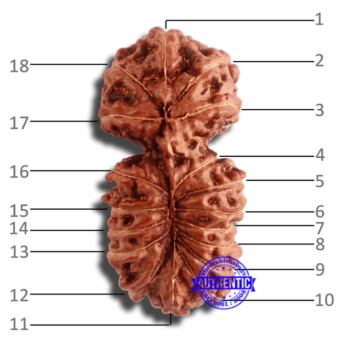 18 Mukhi Gaurishankar Rudraksha from Indonesia - Bead No. 180