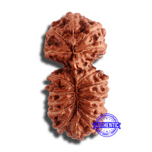Load image into Gallery viewer, 18 Mukhi Gaurishankar Rudraksha from Indonesia - Bead No. 180
