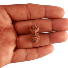 Load image into Gallery viewer, 18 Mukhi Gaurishankar Rudraksha from Indonesia - Bead No. 180
