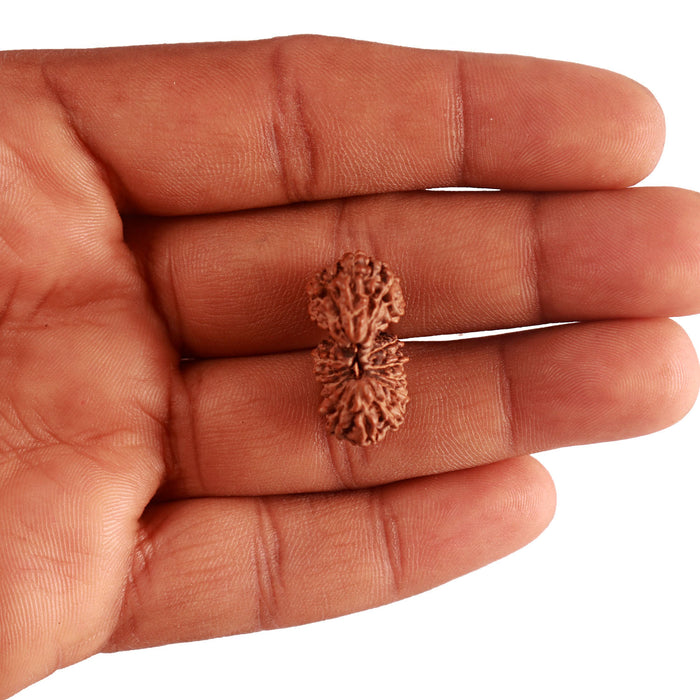 18 Mukhi Gaurishankar Rudraksha from Indonesia - Bead No. 180