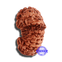 Load image into Gallery viewer, 18 Mukhi Gaurishankar Rudraksha from Indonesia - Bead No. 180
