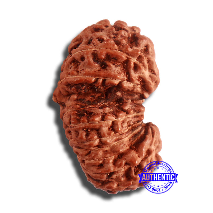 18 Mukhi Gaurishankar Rudraksha from Indonesia - Bead No. 180