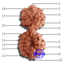 Load image into Gallery viewer, 18 Mukhi Gaurishankar Rudraksha from Indonesia - Bead No. 181
