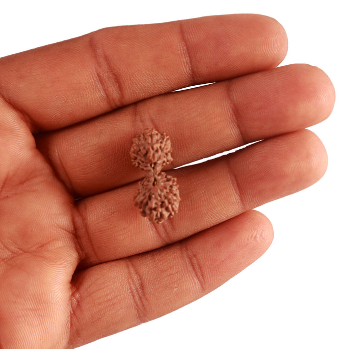 18 Mukhi Gaurishankar Rudraksha from Indonesia - Bead No. 181