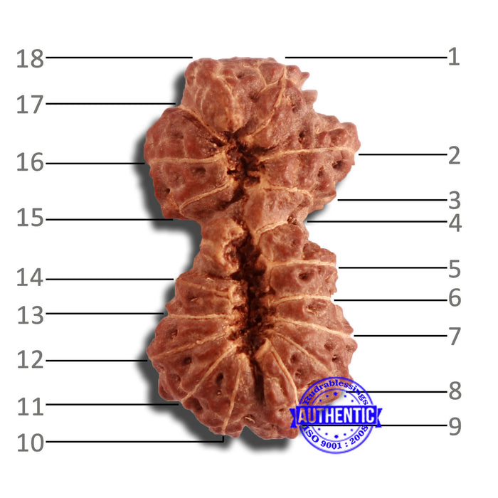 18 Mukhi Gaurishankar Rudraksha from Indonesia - Bead No. 184