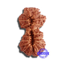 Load image into Gallery viewer, 18 Mukhi Gaurishankar Rudraksha from Indonesia - Bead No. 184
