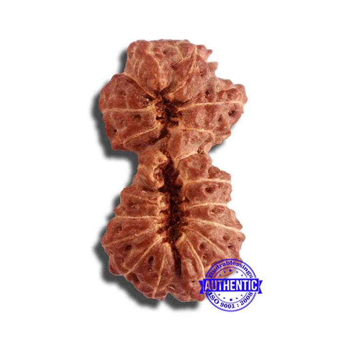 18 Mukhi Gaurishankar Rudraksha from Indonesia - Bead No. 184