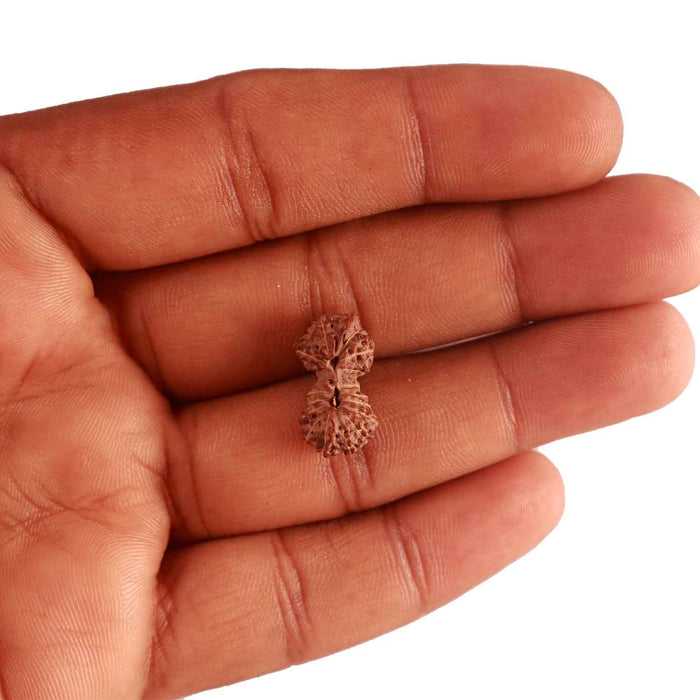 18 Mukhi Gaurishankar Rudraksha from Indonesia - Bead No. 184