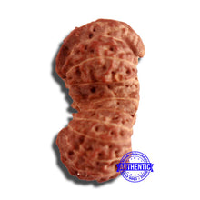 Load image into Gallery viewer, 18 Mukhi Gaurishankar Rudraksha from Indonesia - Bead No. 184
