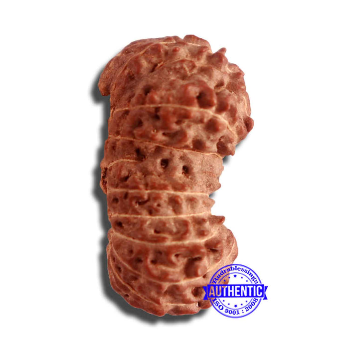 18 Mukhi Gaurishankar Rudraksha from Indonesia - Bead No. 184