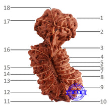 Load image into Gallery viewer, 18 Mukhi Gaurishankar Rudraksha from Indonesia - Bead No. 186
