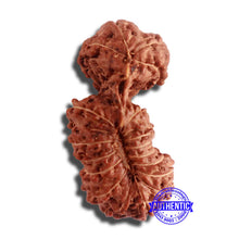 Load image into Gallery viewer, 18 Mukhi Gaurishankar Rudraksha from Indonesia - Bead No. 186
