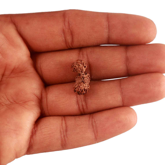 18 Mukhi Gaurishankar Rudraksha from Indonesia - Bead No. 186