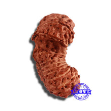 Load image into Gallery viewer, 18 Mukhi Gaurishankar Rudraksha from Indonesia - Bead No. 186
