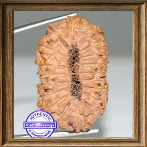 18 Mukhi Rudraksha from Indonesia - Bead No. 28