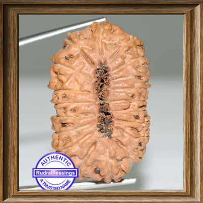 18 Mukhi Rudraksha from Indonesia - Bead No. 28
