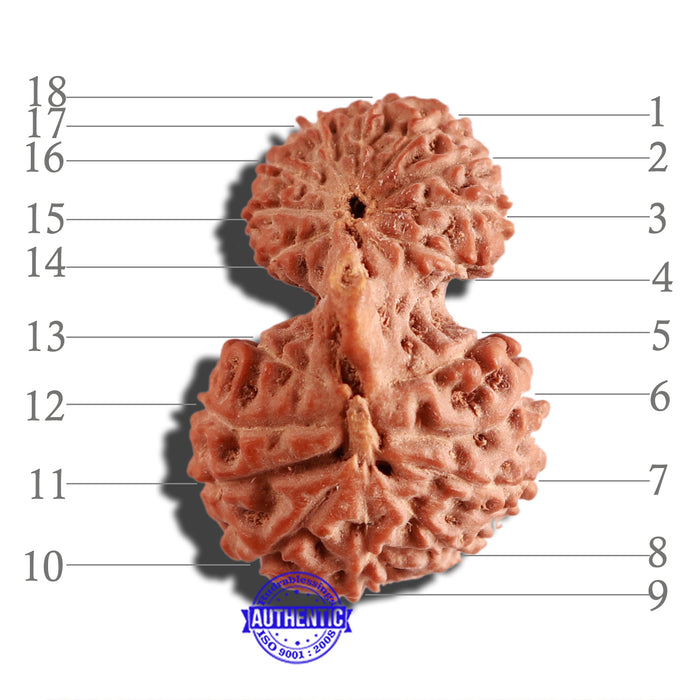 18 Mukhi Gaurishankar Rudraksha from Indonesia - Bead No. 170