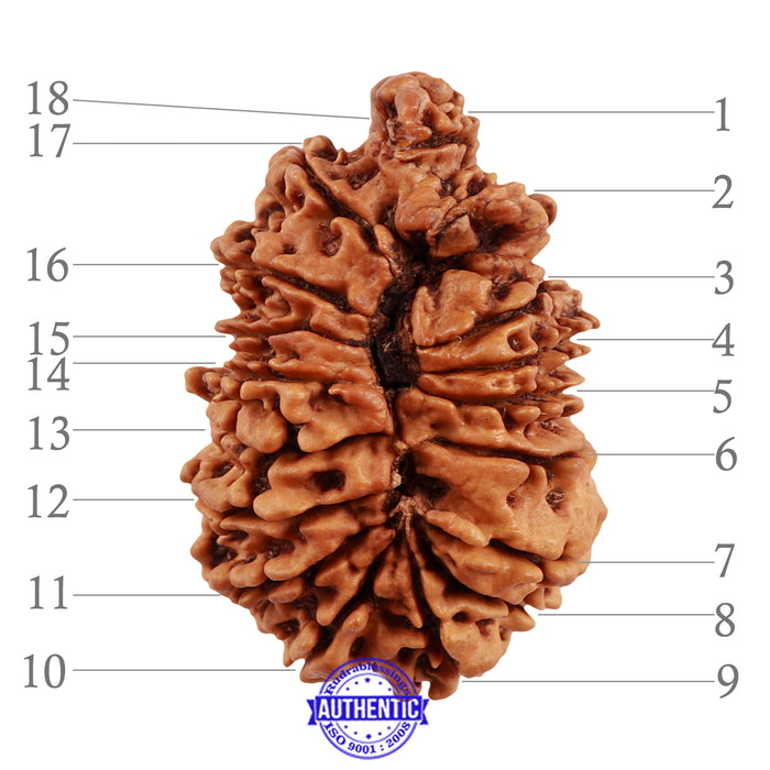 18 Mukhi Ganesha Rudraksha from Nepal - Bead No. 46