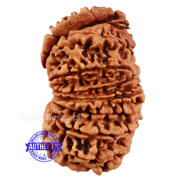 18 Mukhi Ganesha Rudraksha from Nepal - Bead No. 46