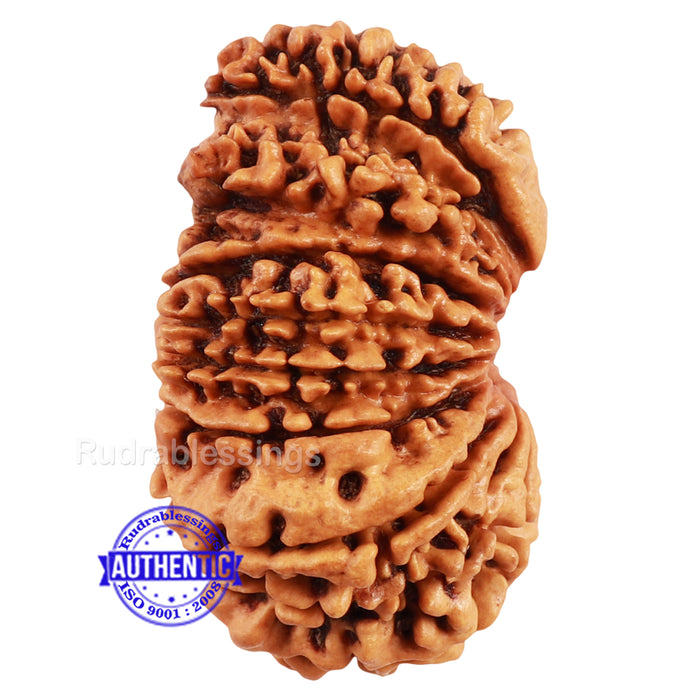 18 Mukhi Ganesha Rudraksha from Nepal - Bead No. 46