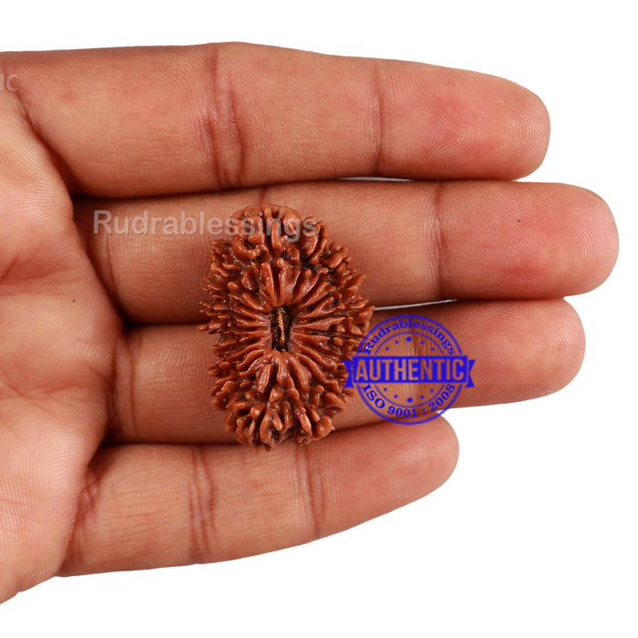 18 Mukhi Rudraksha from Nepal - Bead No. 47