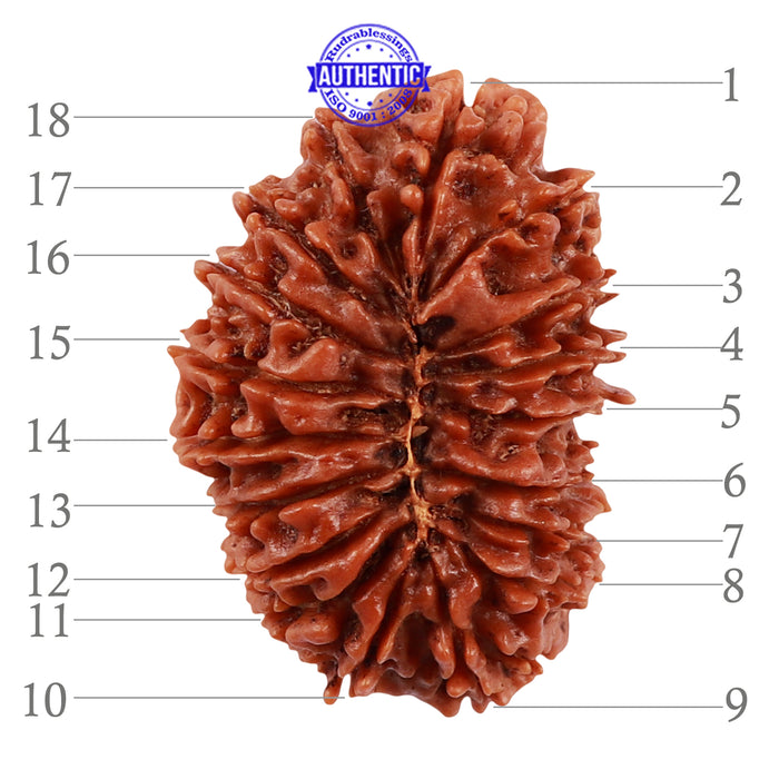 18 Mukhi Rudraksha from Nepal - Bead No. 47