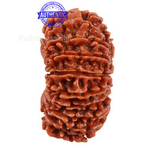 Load image into Gallery viewer, 18 Mukhi Rudraksha from Nepal - Bead No. 47
