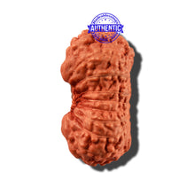 Load image into Gallery viewer, 18 Mukhi Rudraksha from Indonesia - Bead No. 169
