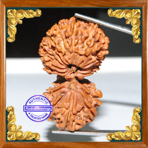 18 Mukhi Gaurishankar Rudraksha from Nepal