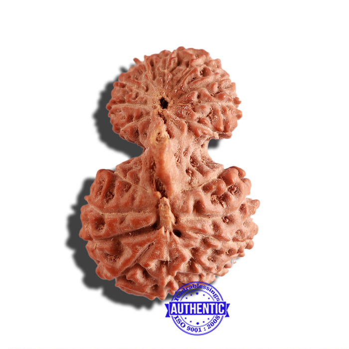 18 Mukhi Gaurishankar Rudraksha from Indonesia - Bead No. 170