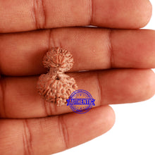 Load image into Gallery viewer, 18 Mukhi Gaurishankar Rudraksha from Indonesia - Bead No. 170
