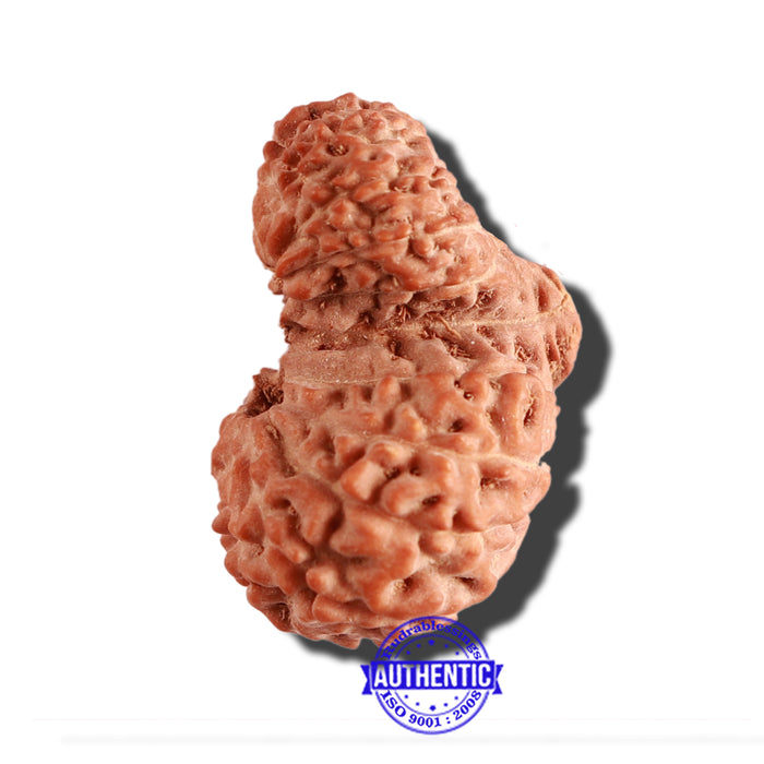 18 Mukhi Gaurishankar Rudraksha from Indonesia - Bead No. 170
