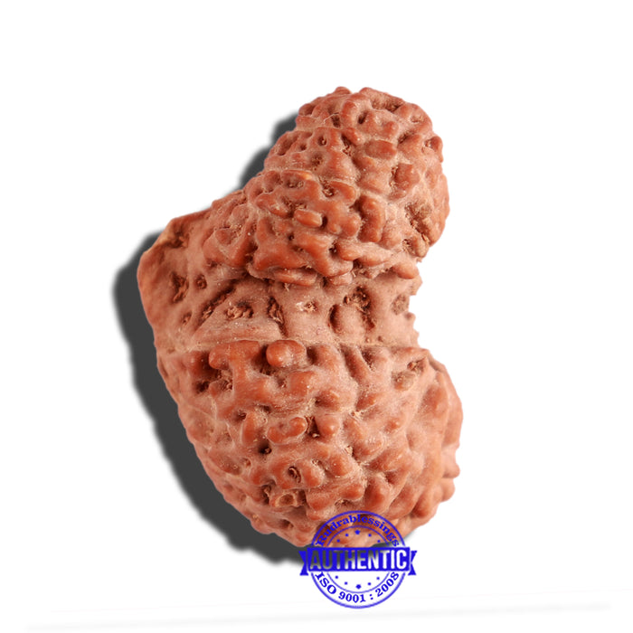 18 Mukhi Gaurishankar Rudraksha from Indonesia - Bead No. 170