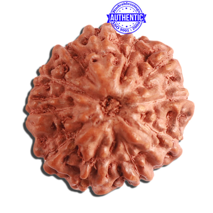 11 Mukhi Indonesian Rudraksha - Bead No. 196
