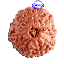 Load image into Gallery viewer, 11 Mukhi Indonesian Rudraksha - Bead No. 198
