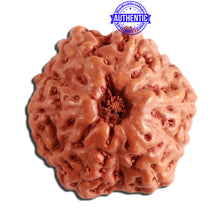 Load image into Gallery viewer, 11 Mukhi Indonesian Rudraksha - Bead No. 200

