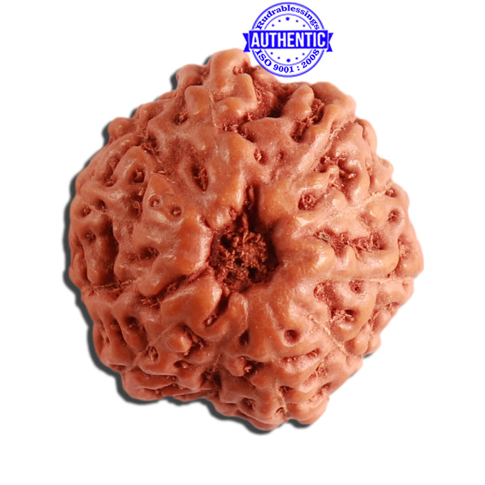 11 Mukhi Indonesian Rudraksha - Bead No. 200