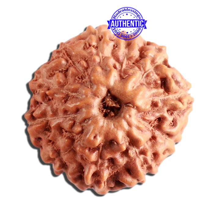11 Mukhi Indonesian Rudraksha - Bead No. 206