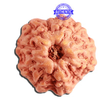 Load image into Gallery viewer, 11 Mukhi Indonesian Rudraksha - Bead No. 207
