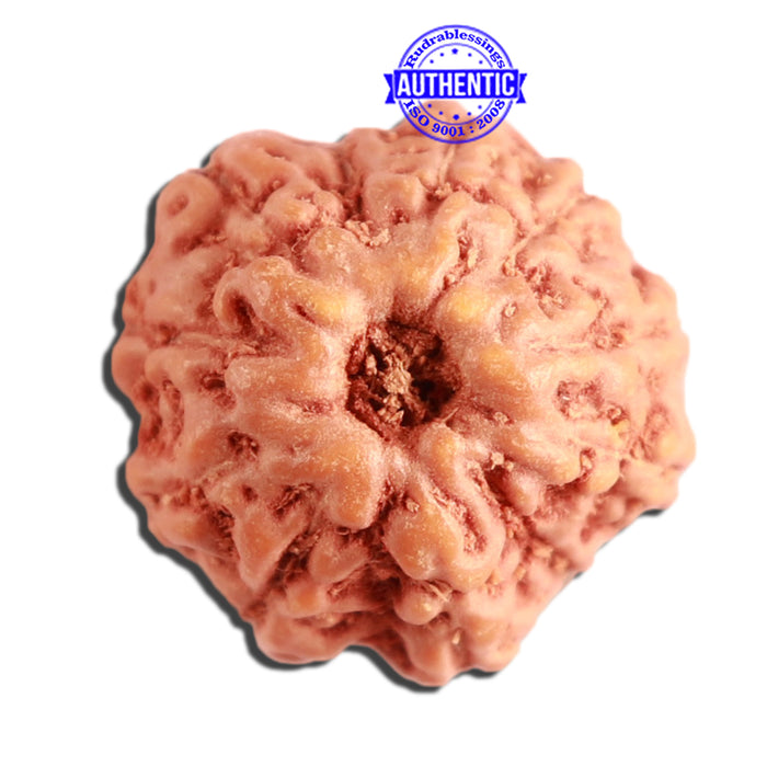 11 Mukhi Indonesian Rudraksha - Bead No. 207