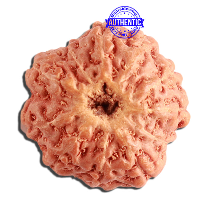 11 Mukhi Indonesian Rudraksha - Bead No. 207